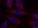 Caspase 8/p43/p18 Antibody in Immunocytochemistry (ICC/IF)