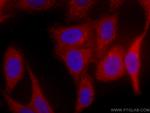 ORM1/2 Antibody in Immunocytochemistry (ICC/IF)