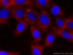 P4HA1 Antibody in Immunocytochemistry (ICC/IF)