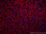 Complement factor B Antibody in Immunohistochemistry (PFA fixed) (IHC (PFA))