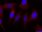 Apolipoprotein AI Antibody in Immunocytochemistry (ICC/IF)