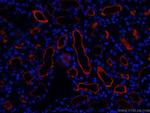 CD13 Antibody in Immunohistochemistry (PFA fixed) (IHC (PFA))