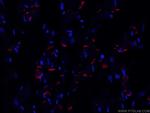 N-cadherin Antibody in Immunohistochemistry (PFA fixed) (IHC (PFA))