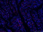 N-cadherin Antibody in Immunohistochemistry (PFA fixed) (IHC (PFA))