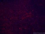 CD43 Antibody in Immunohistochemistry (PFA fixed) (IHC (PFA))