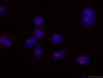 IMP3 Antibody in Immunocytochemistry (ICC/IF)