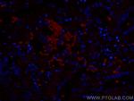 GLUT1 Antibody in Immunohistochemistry (PFA fixed) (IHC (PFA))