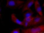 Annexin A1 Antibody in Immunocytochemistry (ICC/IF)