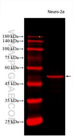 TUBB3-specific Antibody in Western Blot (WB)