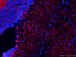 TUBB3-specific Antibody in Immunohistochemistry (PFA fixed) (IHC (PFA))