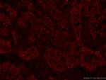 GATA3 Antibody in Immunohistochemistry (PFA fixed) (IHC (PFA))