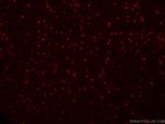 SOX2 Antibody in Immunohistochemistry (PFA fixed) (IHC (PFA))