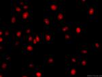 TXN Antibody in Immunocytochemistry (ICC/IF)