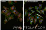 G3BP1 Antibody in Immunocytochemistry (ICC/IF)