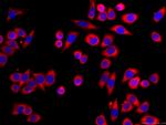 G3BP1 Antibody in Immunocytochemistry (ICC/IF)