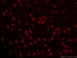 TBR1 Antibody in Immunohistochemistry (PFA fixed) (IHC (PFA))