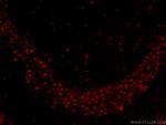 TBR1 Antibody in Immunohistochemistry (PFA fixed) (IHC (PFA))