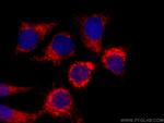 CHCHD5 Antibody in Immunocytochemistry (ICC/IF)