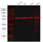 KU70/XRCC6 Antibody in Western Blot (WB)