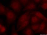 ARNT,HIF1B Antibody in Immunocytochemistry (ICC/IF)