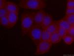 RHOA Antibody in Immunocytochemistry (ICC/IF)