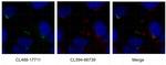 ARL13B Antibody in Immunocytochemistry (ICC/IF)