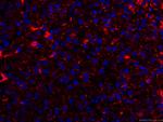 HO-1/HMOX1 Antibody in Immunohistochemistry (PFA fixed) (IHC (PFA))