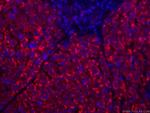 HO-1/HMOX1 Antibody in Immunohistochemistry (PFA fixed) (IHC (PFA))