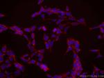 PABPC1,PABP Antibody in Immunocytochemistry (ICC/IF)