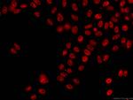 NRF1 Antibody in Immunocytochemistry (ICC/IF)