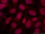 CUL1 Antibody in Immunocytochemistry (ICC/IF)