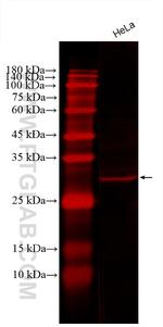 COPE Antibody in Western Blot (WB)