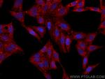 TRIM21 Antibody in Immunocytochemistry (ICC/IF)