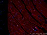 MYH1 Antibody in Immunohistochemistry (PFA fixed) (IHC (PFA))