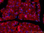 EIF3L Antibody in Immunohistochemistry (PFA fixed) (IHC (PFA))