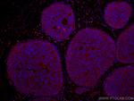 NDE1 Antibody in Immunohistochemistry (Paraffin) (IHC (P))