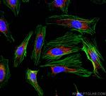 PEX14 Antibody in Immunocytochemistry (ICC/IF)