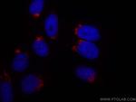 GOLGA2/GM130 Antibody in Immunocytochemistry (ICC/IF)