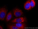 YME1L1 Antibody in Immunocytochemistry (ICC/IF)