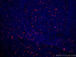 TIMD4 Antibody in Immunohistochemistry (Paraffin) (IHC (P))