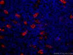 TIMD4 Antibody in Immunohistochemistry (Paraffin) (IHC (P))