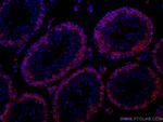 DAZL Antibody in Immunohistochemistry (Paraffin) (IHC (P))