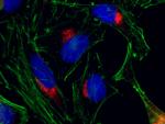 p115, USO1 Antibody in Immunocytochemistry (ICC/IF)