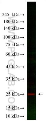 SNAP25 Antibody in Western Blot (WB)