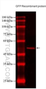 GFP tag Antibody in Western Blot (WB)