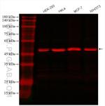 ATP5A1 Antibody in Western Blot (WB)