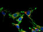 LONP1 Antibody in Immunocytochemistry (ICC/IF)