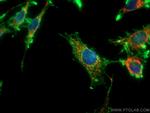 LONP1 Antibody in Immunocytochemistry (ICC/IF)