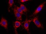 LONP1 Antibody in Immunocytochemistry (ICC/IF)