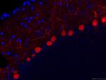 Calbindin-D28k Antibody in Immunohistochemistry (Paraffin) (IHC (P))